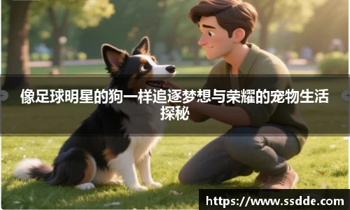 像足球明星的狗一样追逐梦想与荣耀的宠物生活探秘